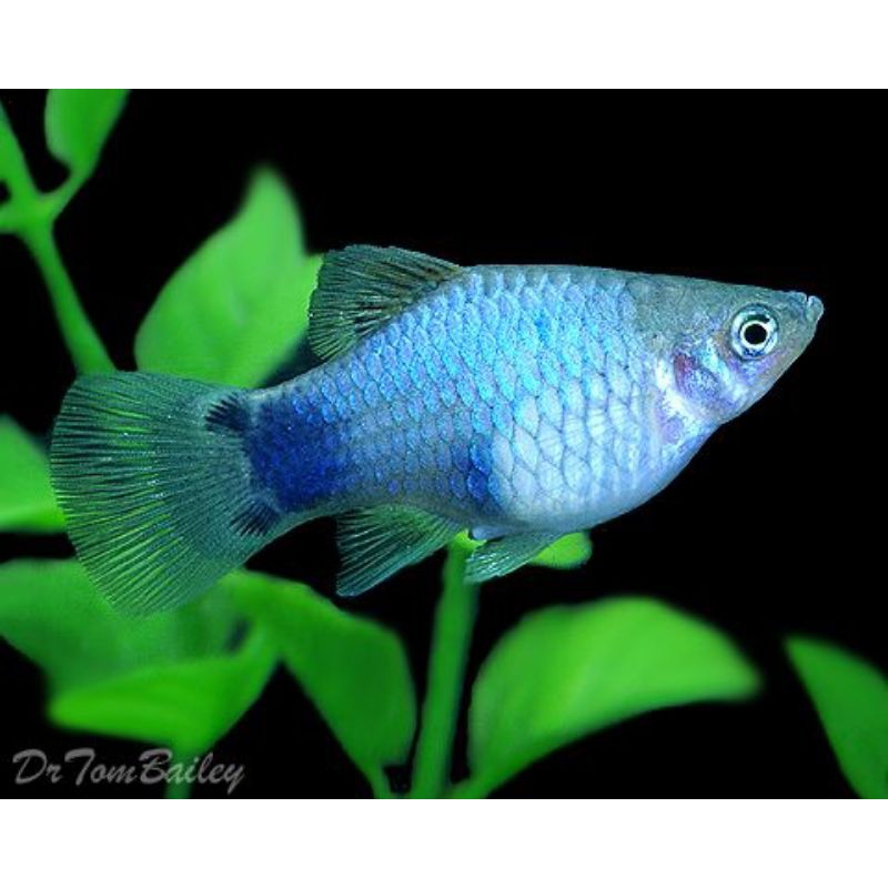 Platy Blue Neon monumen aquarium
