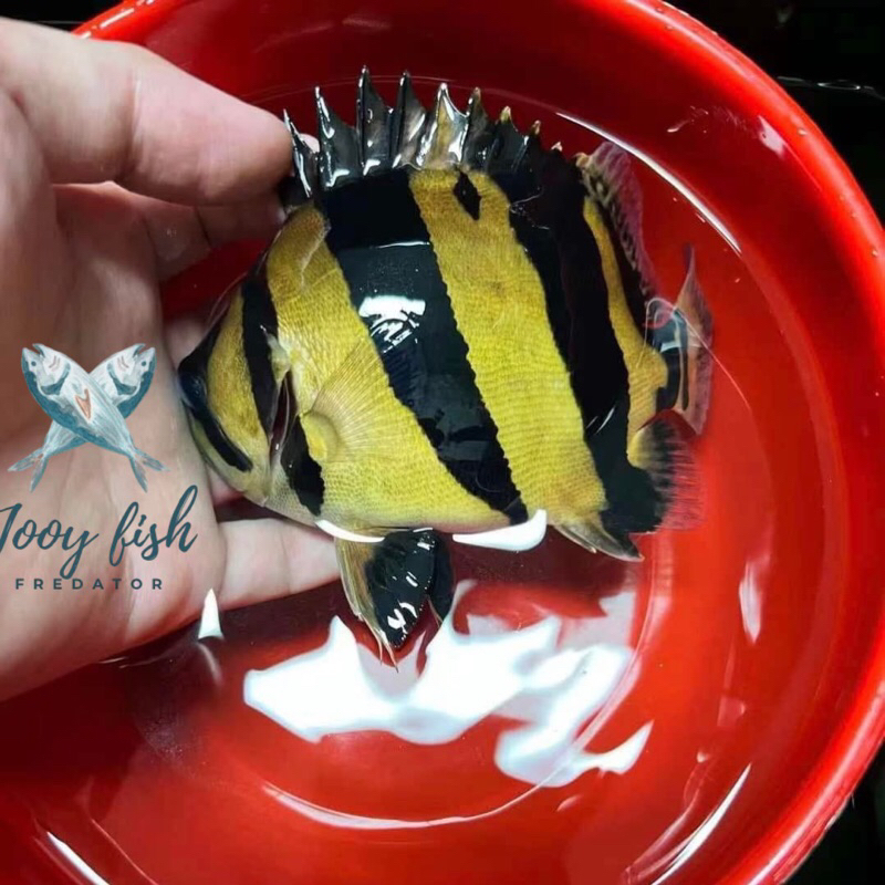 

(SEFOOD) datz sumatra gold premium original grade A 100% original