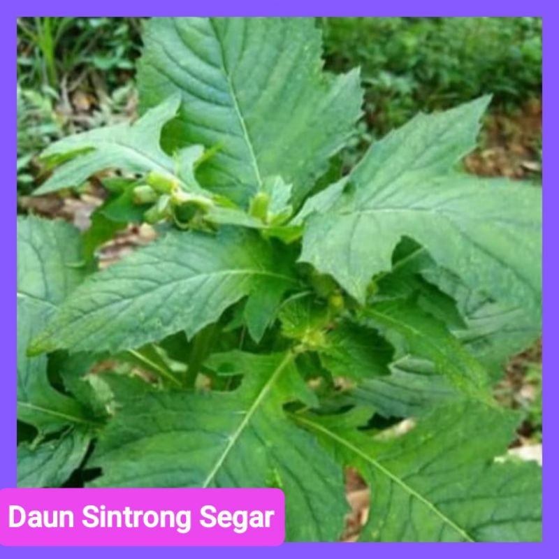 

Daun Sintrong Segar 200 gram