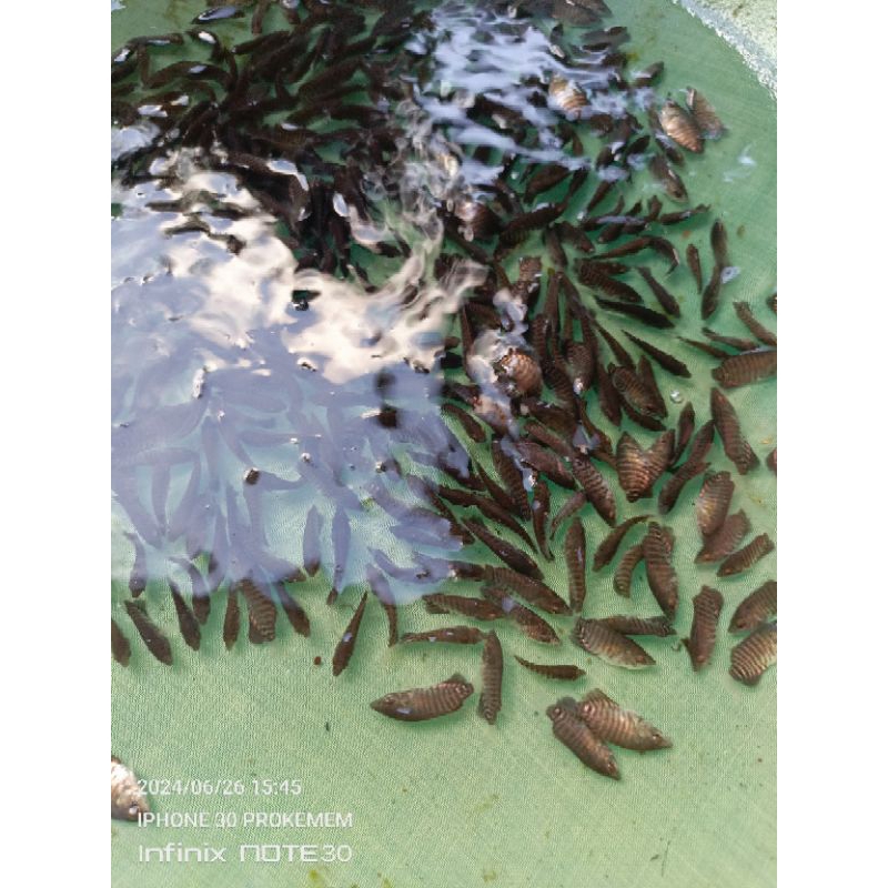 bibit gurame soang ngeramo isi 50 ekor