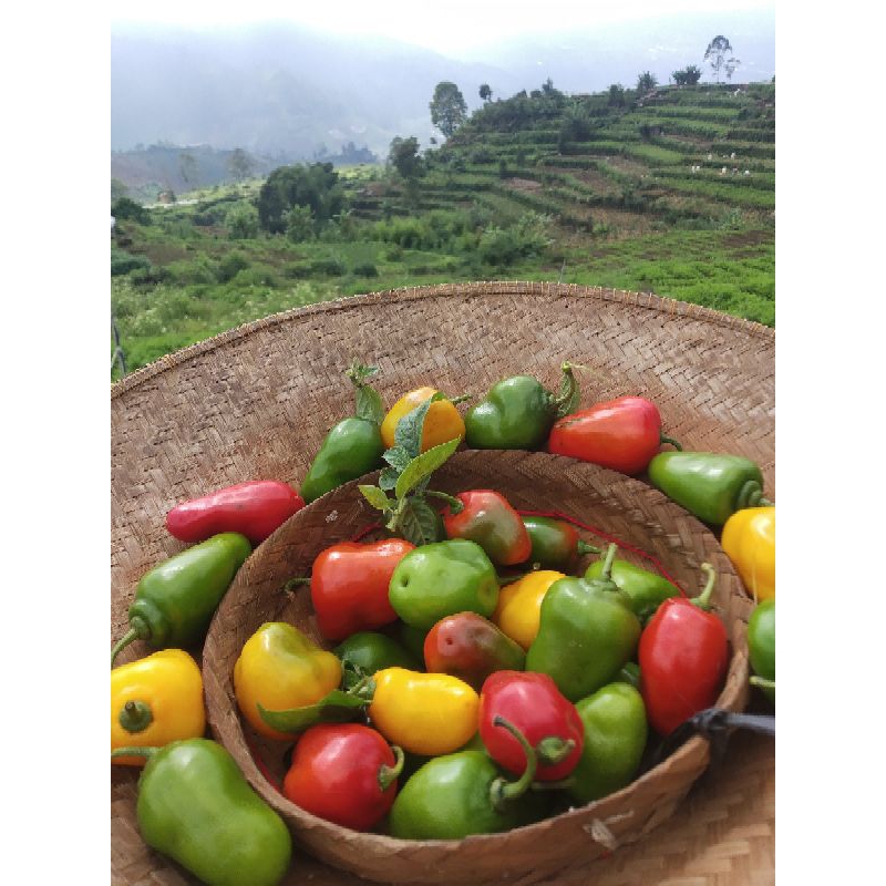 

cabe dieng(ORGANIK) 1kg