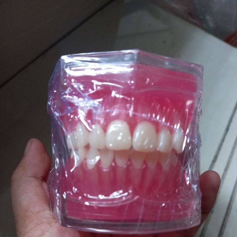 Dental Model Gigi Phantom Lepas Pasang/Model Gigi Proffesional