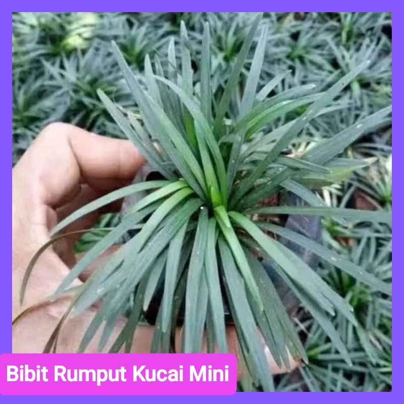 Bibit Rumput Kucai Mini siap tanam