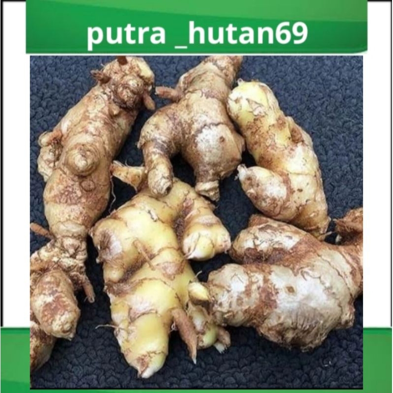 

UMBI LEMPUYANG 1 KG TERMURAH
