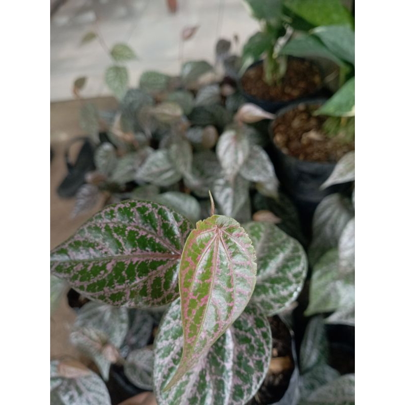 Tanaman Hias Sirih Merah Tanaman Sirih Merah