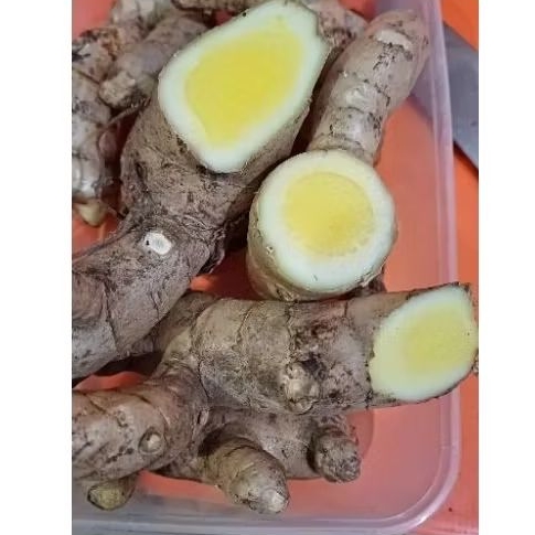 

TEMU MANGGA SEGAR 1KG