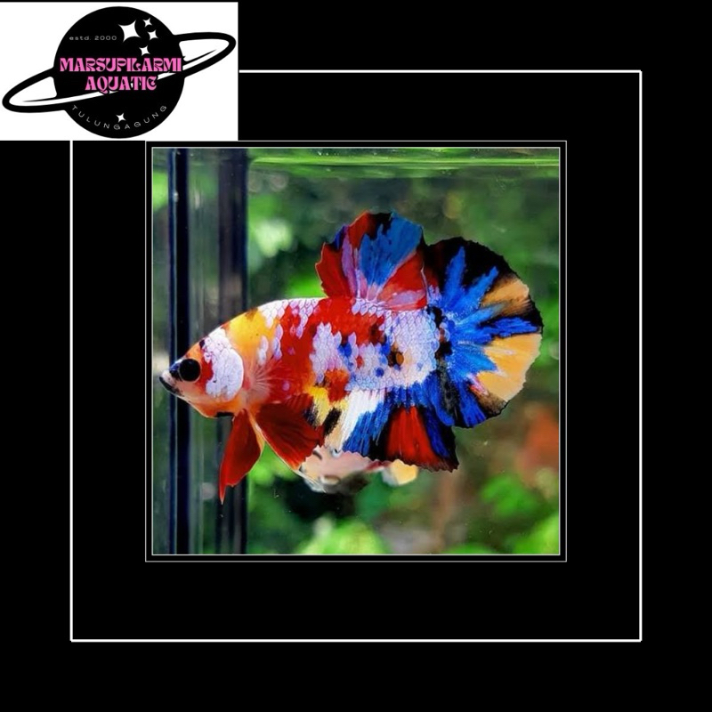 cupang plakat nemo koi multi jantan pembersih aquarium