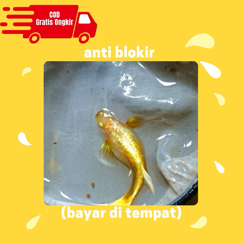 pembersih aquarium betina guppy gold siap telur