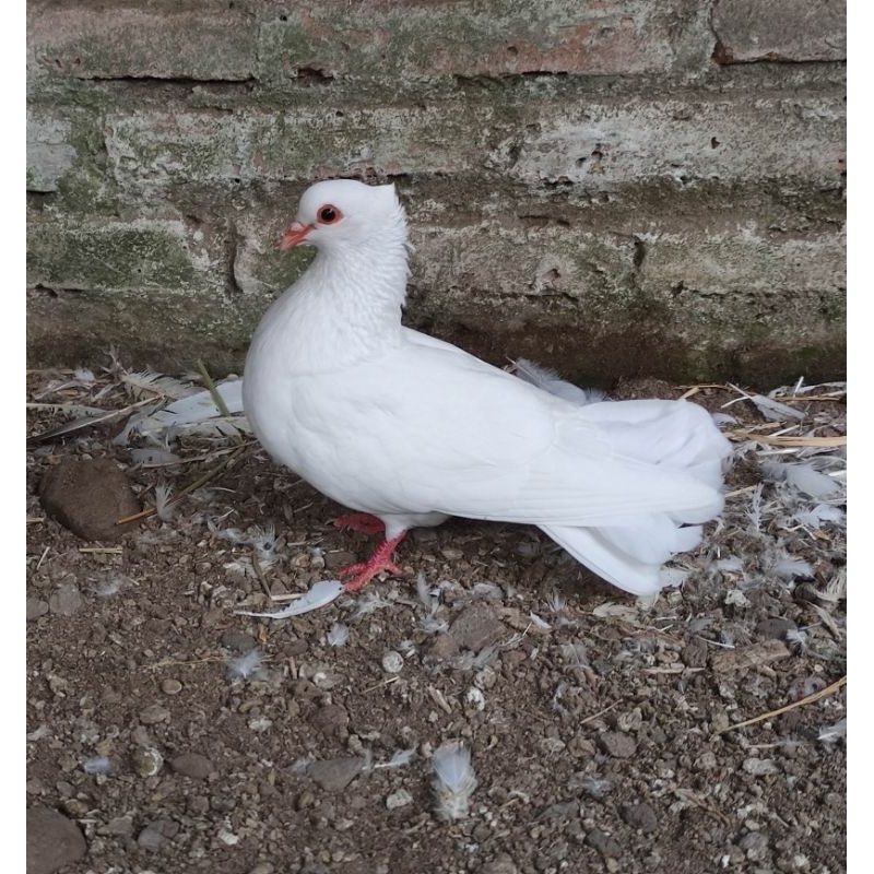 MERPATI PUTIH / MERPATI HIAS SEPASANG UNTUK WEDDING, BREEDING & EVENT PERAYAAN (Include expedisi khu