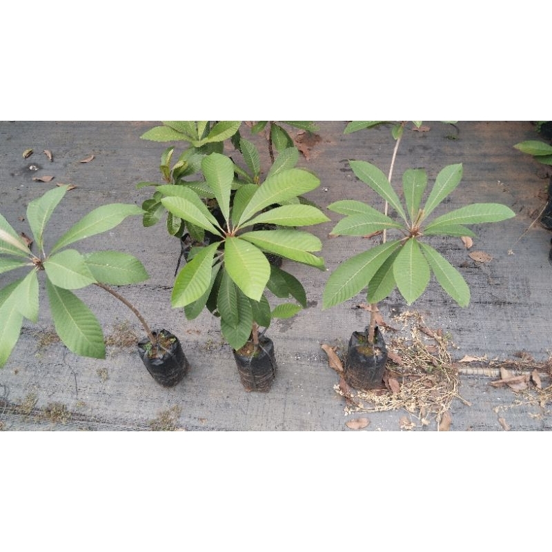 mamey sapote kbb/magana