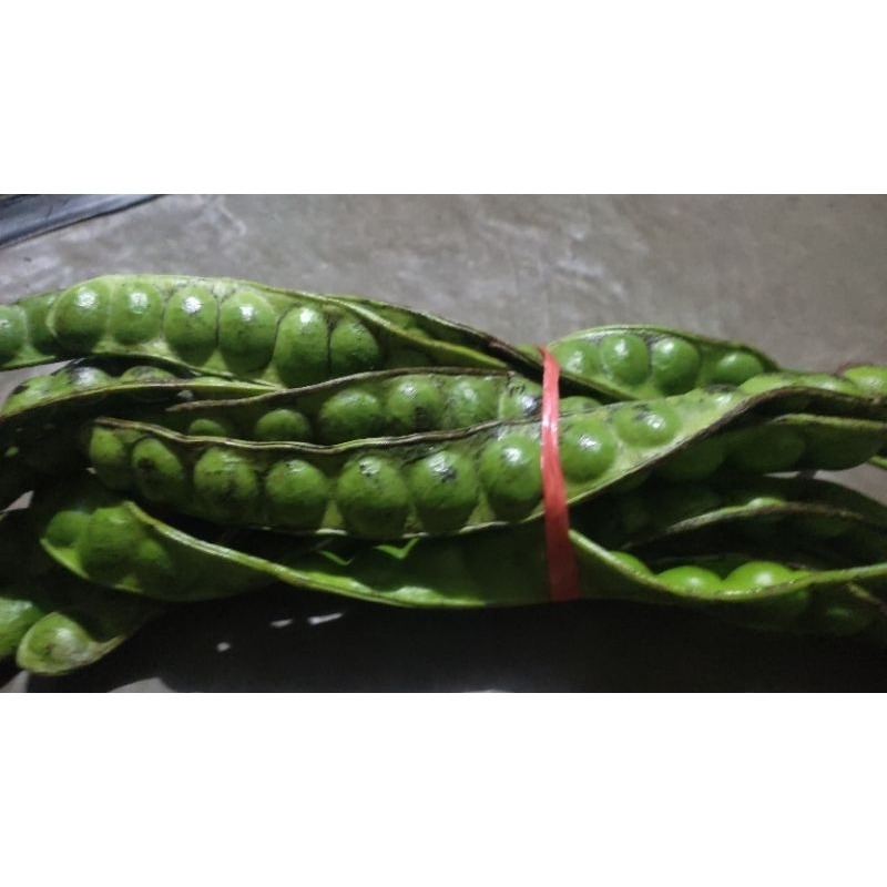 

petai tua enak jawa timur