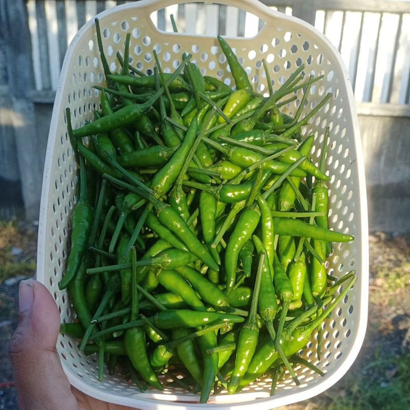 

cabe rawit hijau pelita 1/2kg