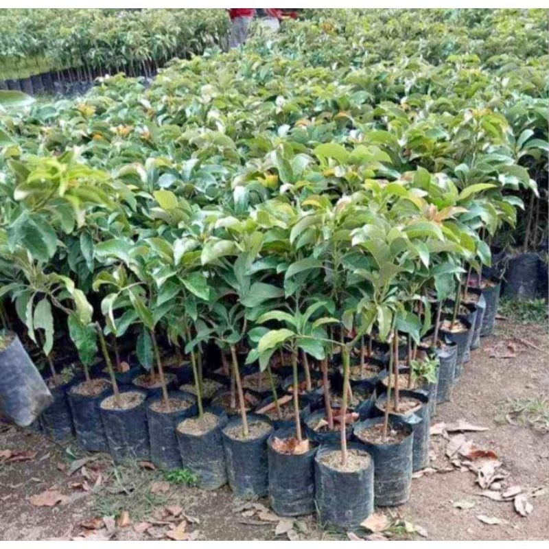 bibit alpukat siger 1/sibatu batang besar okulasi ( tinggi 1 meter)