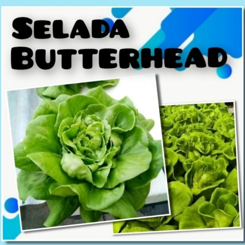 Bibit Sayuran Selada Butterhead Benih Sayuran Lettuce Cream F1