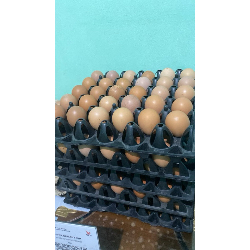 

Telur Ayam 1kg Harga Kandang Kualitas Terbaik