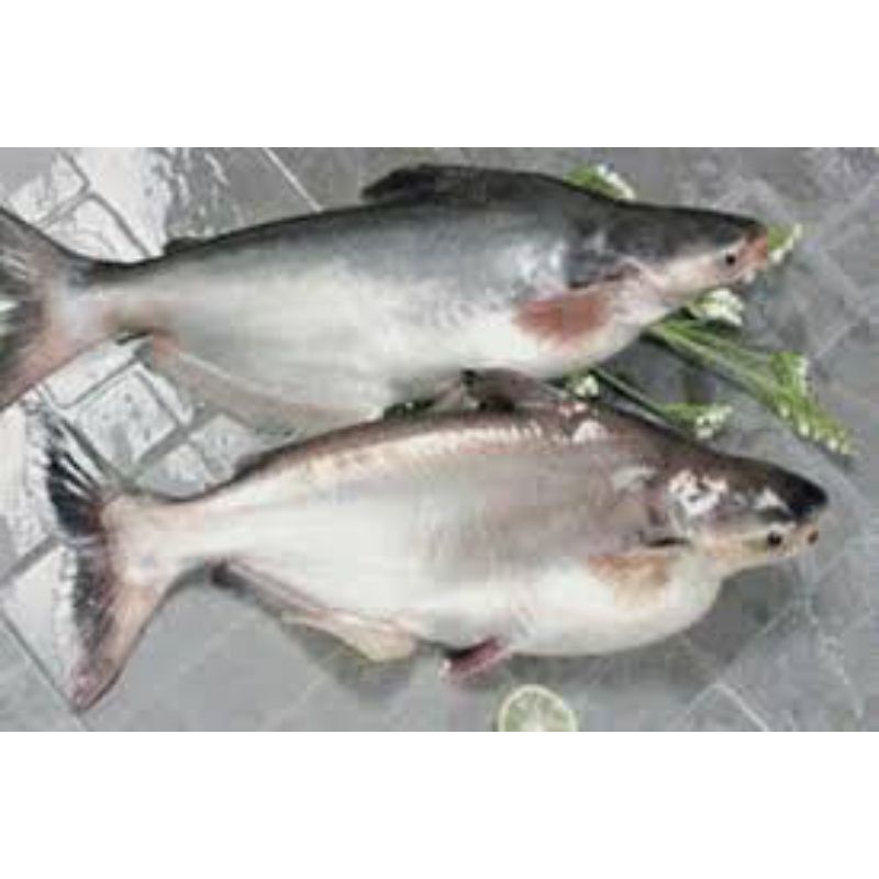 

ikan patin