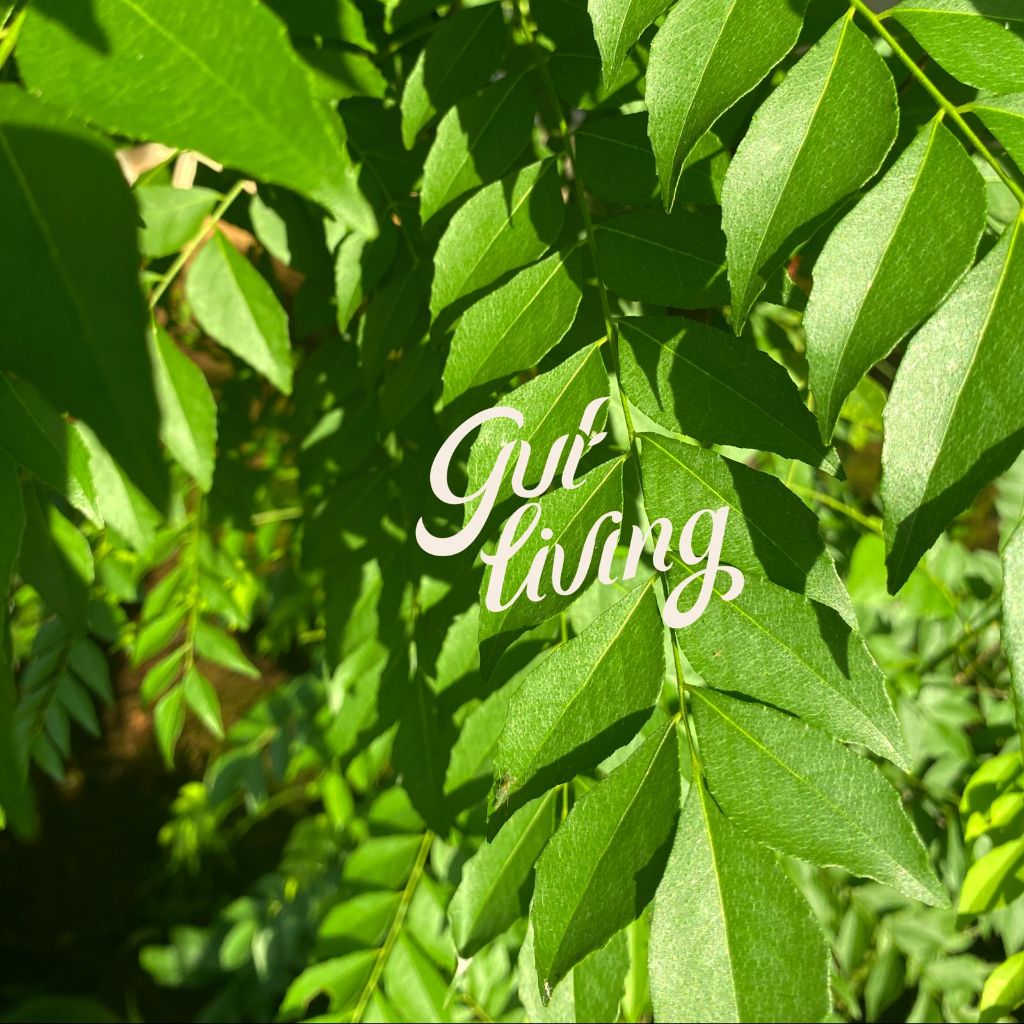 

Daun Kari (Salam Koja) Segar Organik (Petik Dadakan)