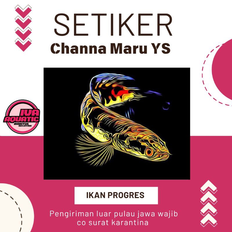 

Stiker channa Ys 8-12 cm 4 pcs