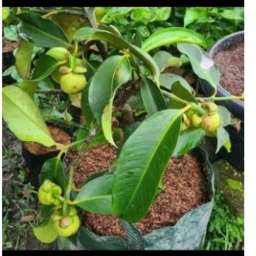 Tanaman buah manggis // hasil cangkok cepat berbuah