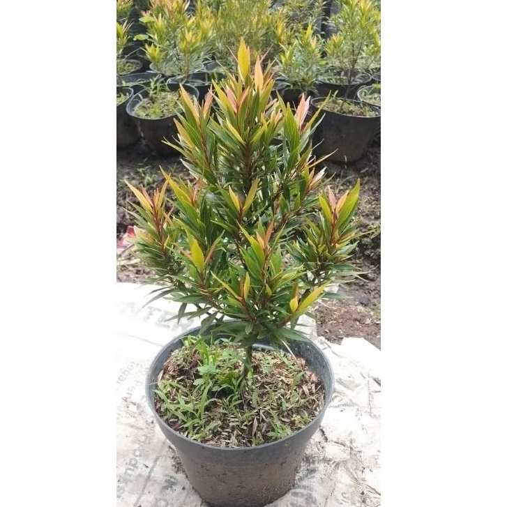 Tanaman Hias Pucuk Merah Micro, tanaman pucuk merah micro