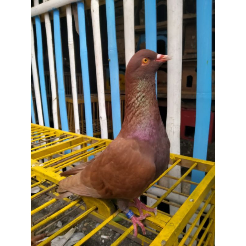 burung merpati coklat jantan