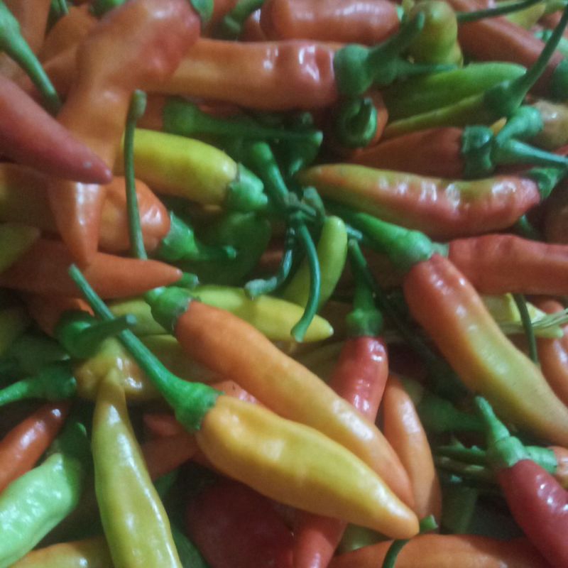 

Cabe Rawit 1kg