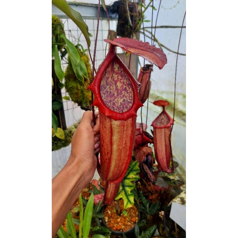 kantong jumbo nepenthes Kampotiana X Northiana female