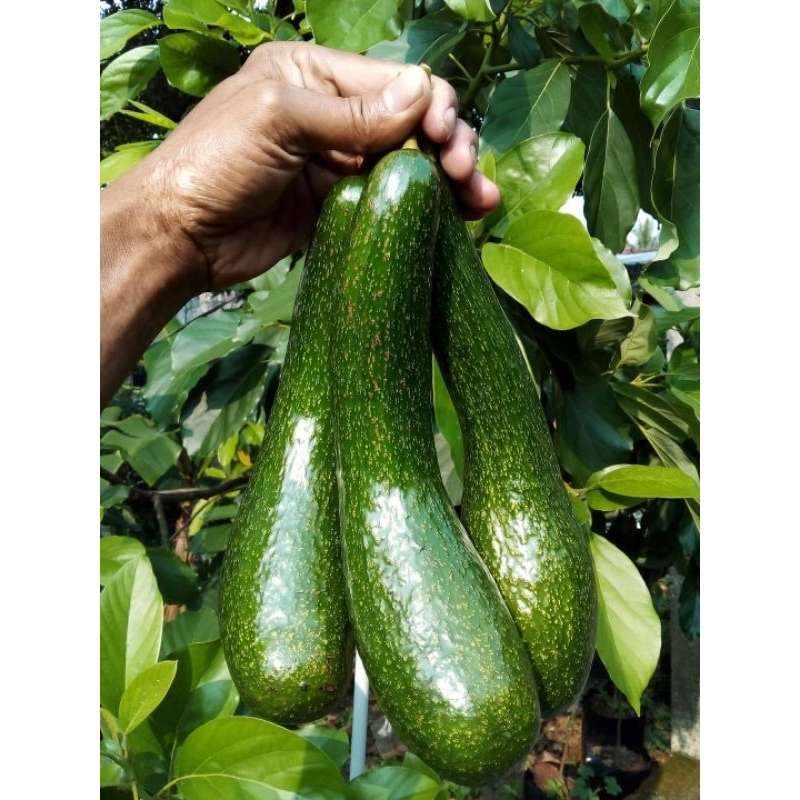 Entres Alpukat SAB 034