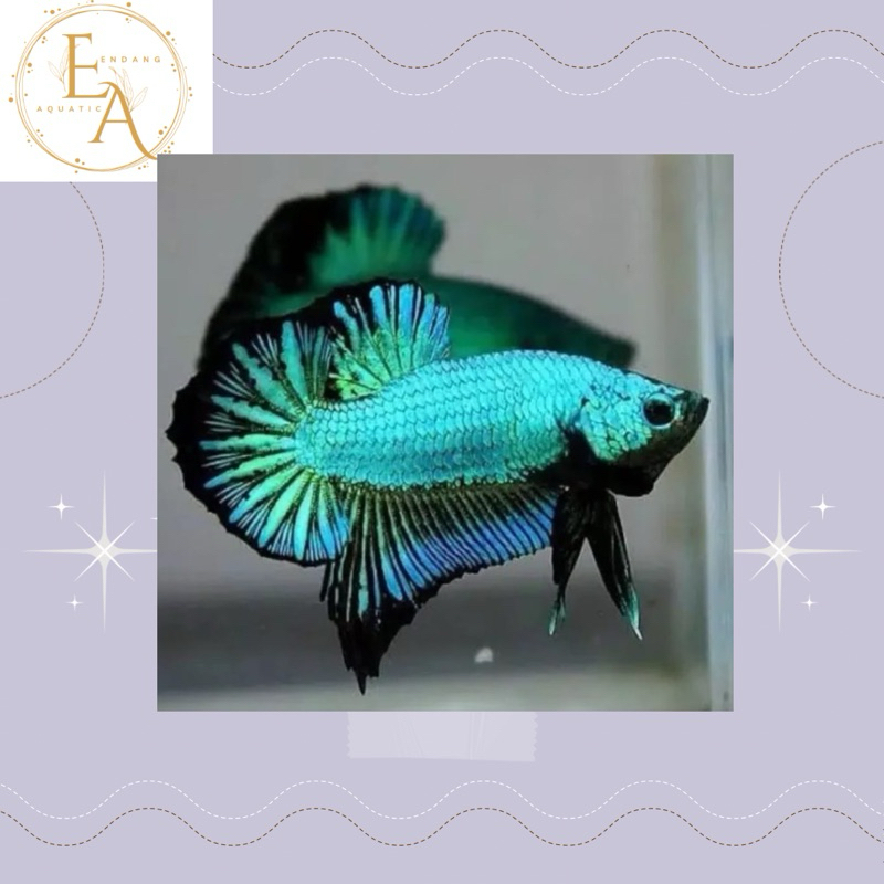 replika hiasan aquarium cupang plakat dragon