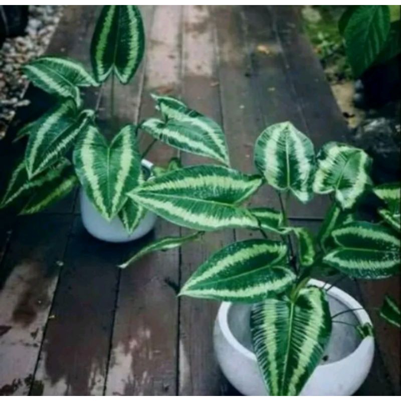 Tanaman Hias Homalomena Andromeda