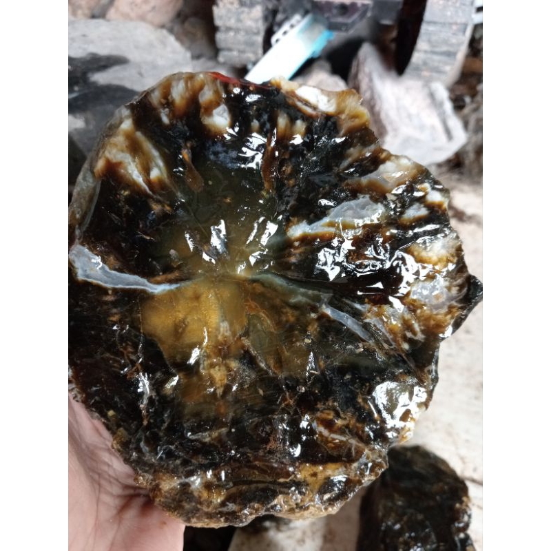 satu bongkah forsil motip