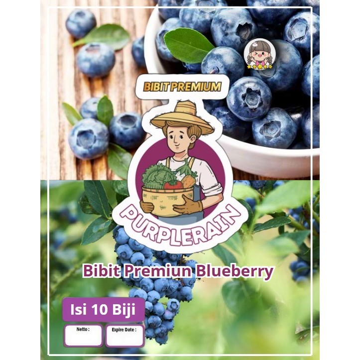 Bibit Premium Blueberry | Benih Unggul Blueberry