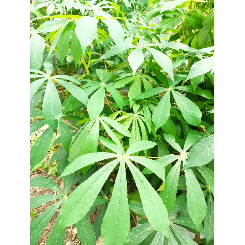 

Daun Singkong Fresh Petik Dadakan