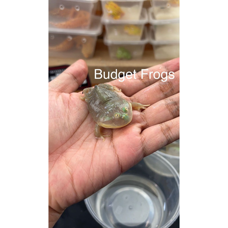Budget Frog Bukan Pacman-Frog