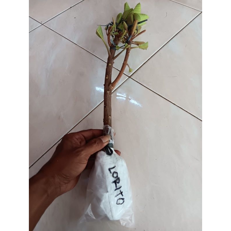 Mamey Sapote Lorito ( potong cangkok)