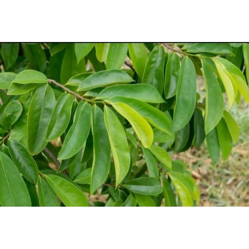 

100 lembar daun sirsak segar