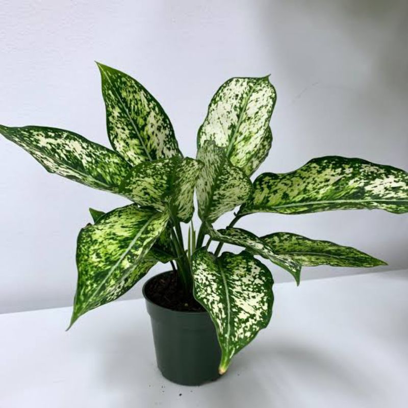 Aglaonema snow white - tanaman hias aglaonema snow white