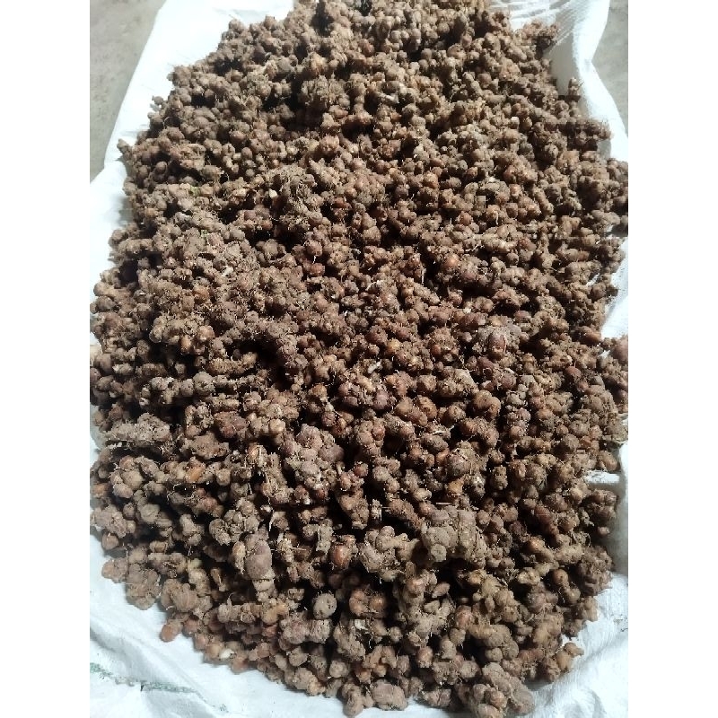 

1kg_Kencur_Seblak_TERMURAH