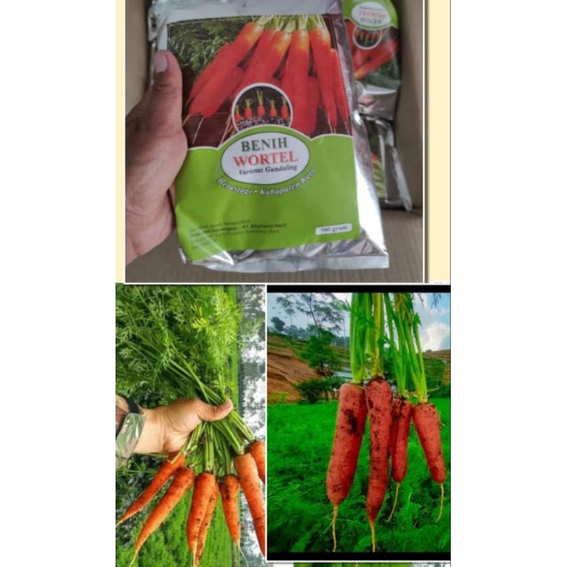 Bibit wortel unggul