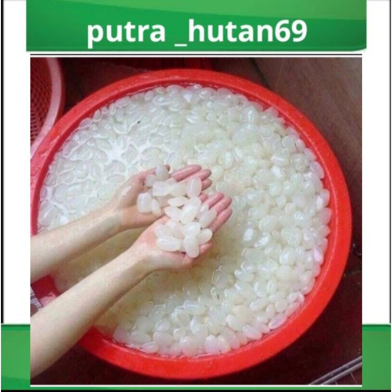 

KOLANG KALING SEGAR TERMURAH 1KG
