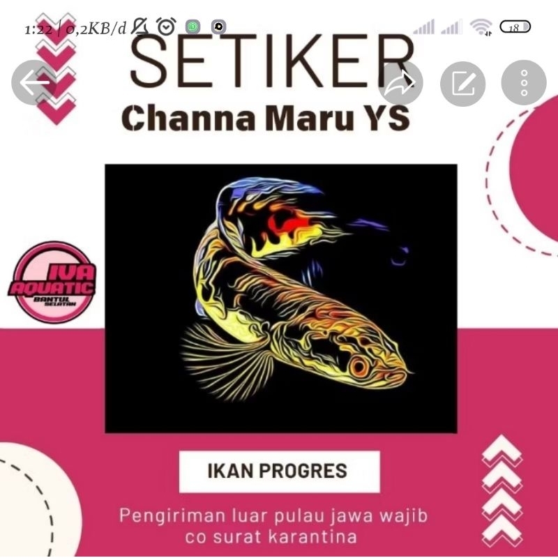 

Stiker channa YS 20 cm
