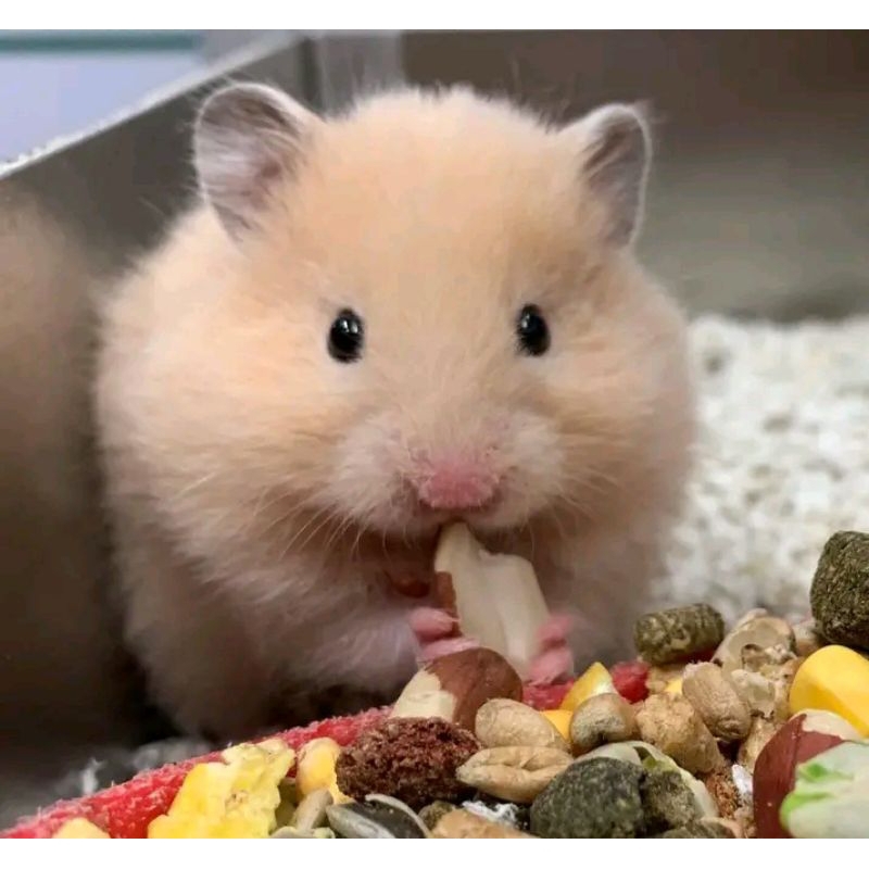 Hamster Sepasang rendom Garansi 100℅
