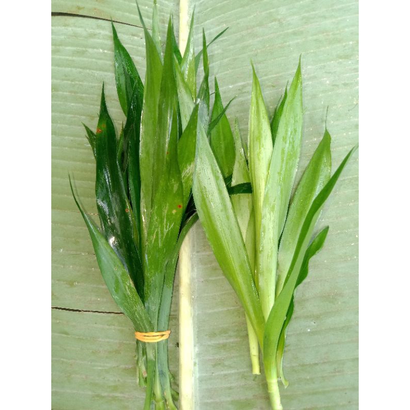 

DAUN SUJI SEGAR 1 IKAT ISI 30 COCOK UNTUK PEWARNA MAKANAN ALAMI