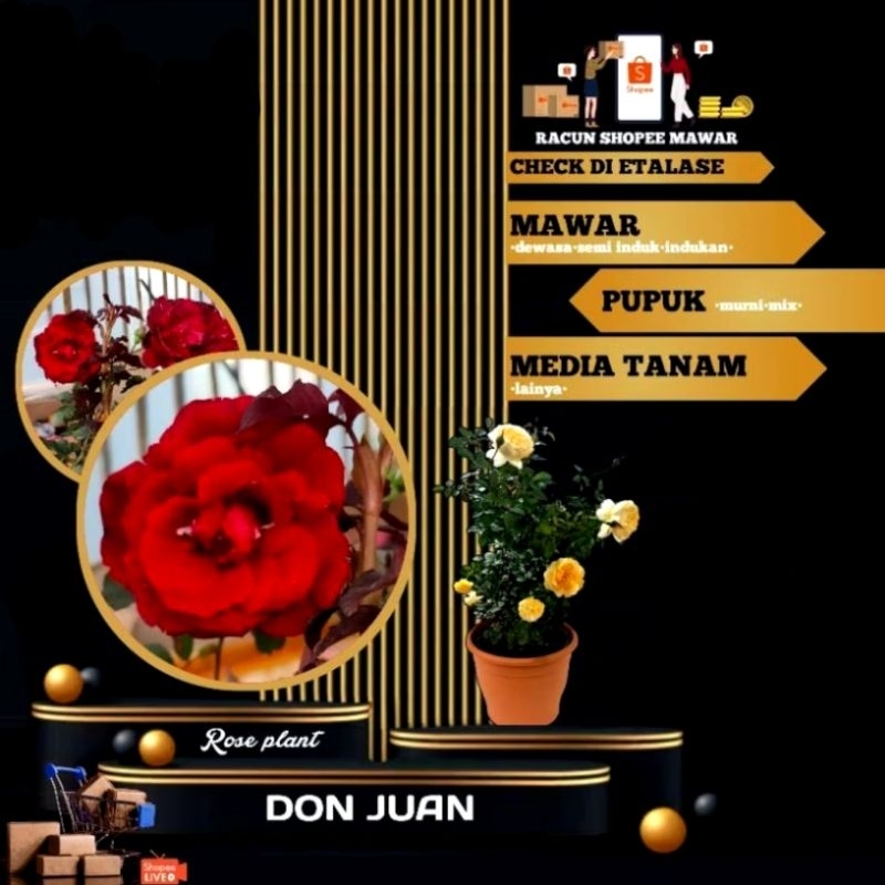 DON JUAN mawar import new