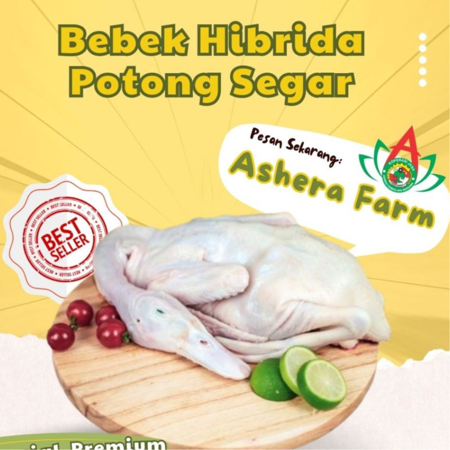 

BEBEK HIBRIDA 1.1 - 1.4 KG PREMIUM GRADE A SUPER FRESH SEGAR HIBRIDA MURAH