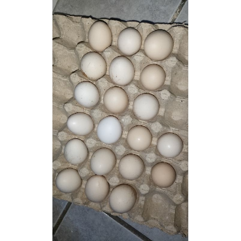 

TELUR AYAM KAMPUNG - 1btr