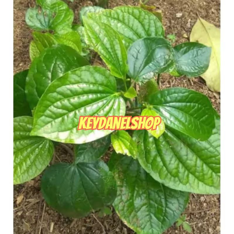 

Daun sirih tanah(daun karuk segar petik langsung