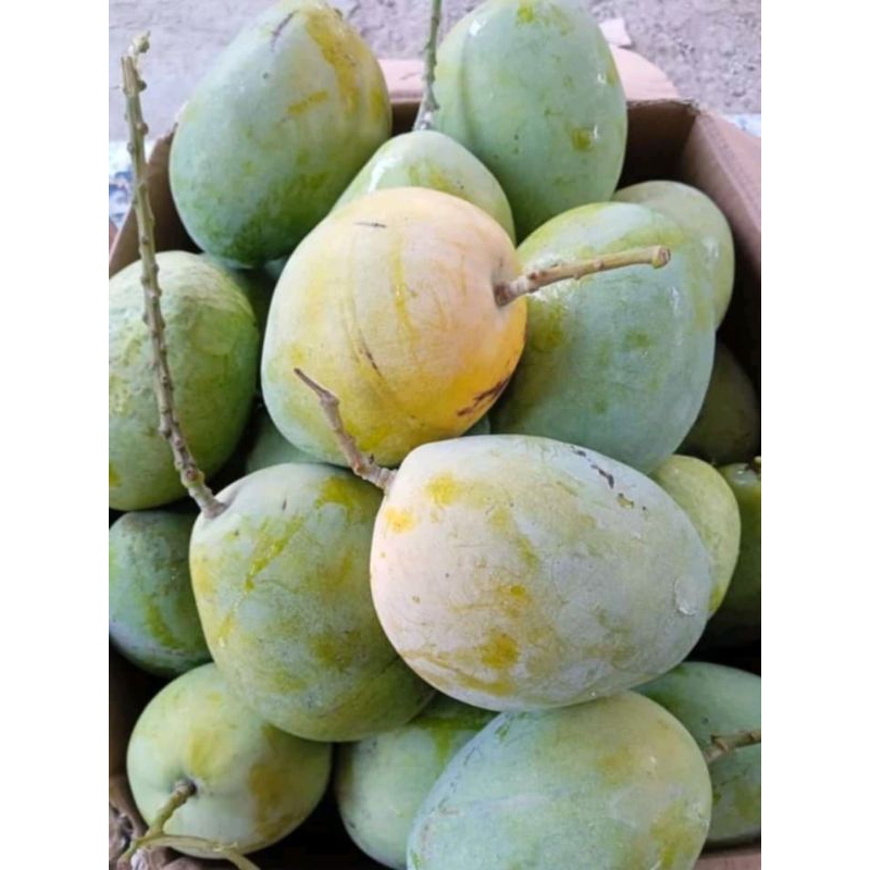 

MANGGA CENGKIR ASLI INDRAMAYU 1KG