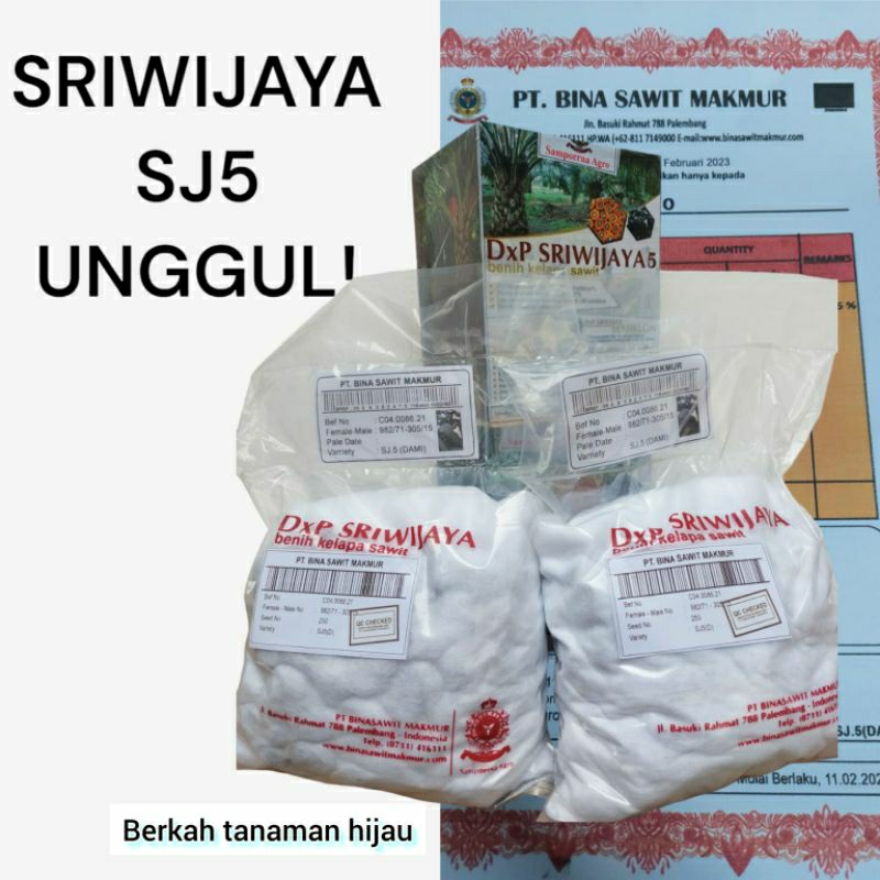 bibit benih kelapa sawit Dxp sriwijaya5 berkualitas