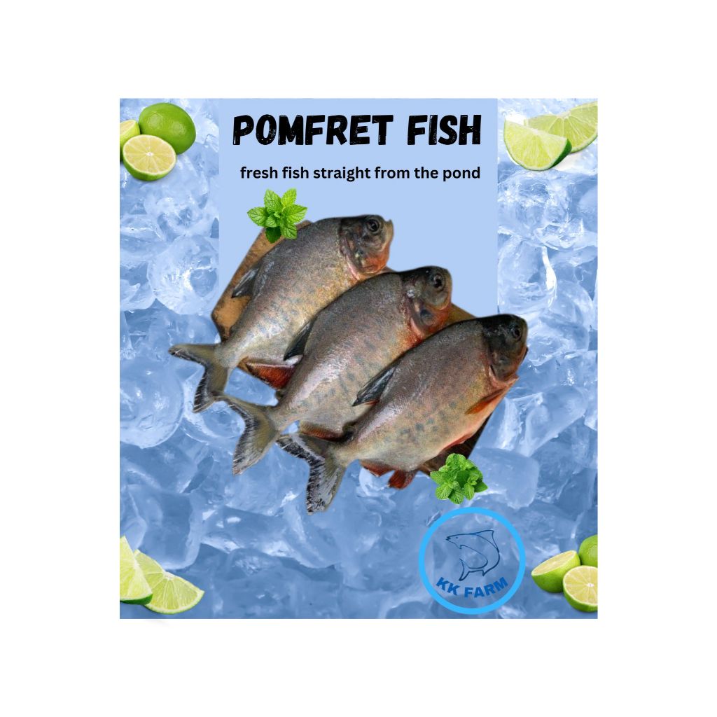 

Ikan bawal merah fresh 1Kg ( free dibersihkan dan request potong)